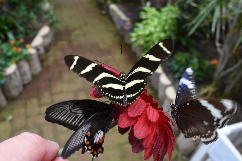 Eifalia Schmetterlingsgarten-Ahrhutte必去景点