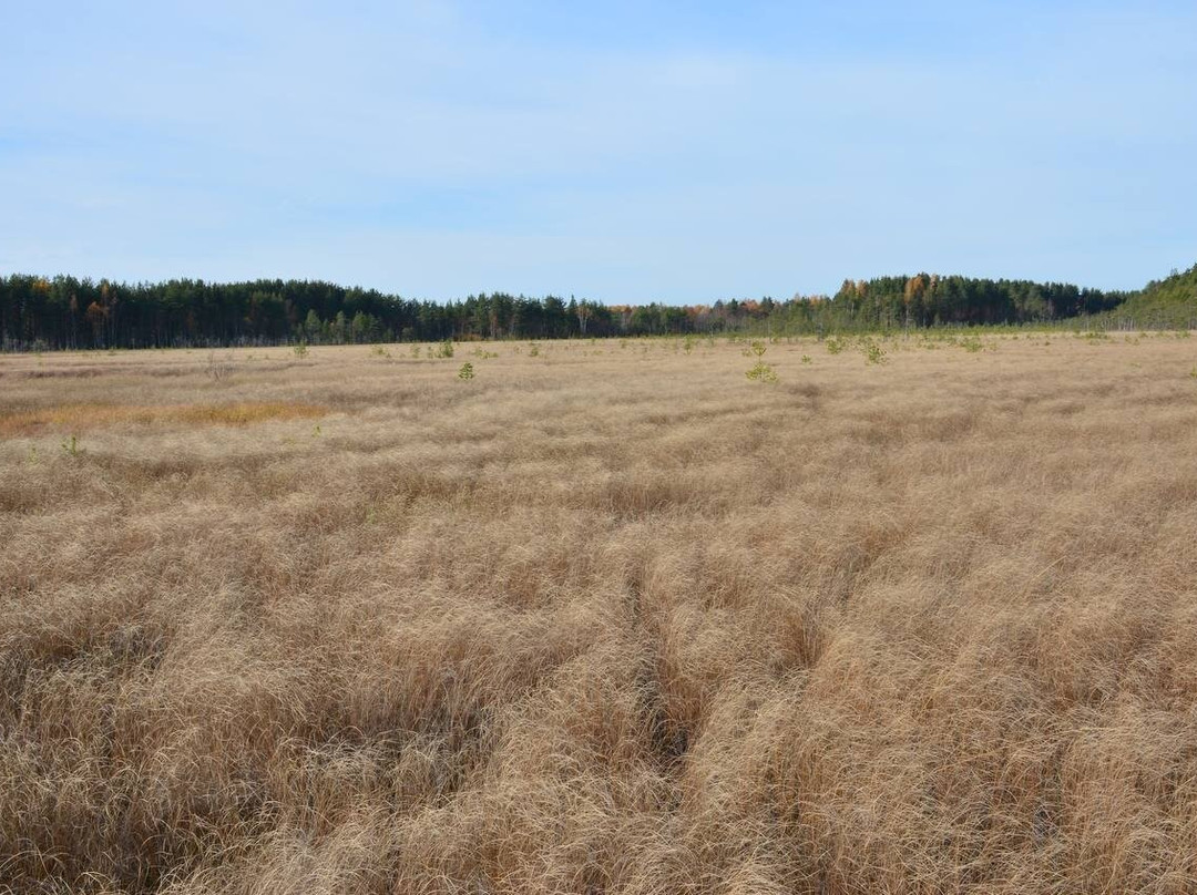 Eco Trail Sestroretskoye Swamp-Beloostrov必去景点