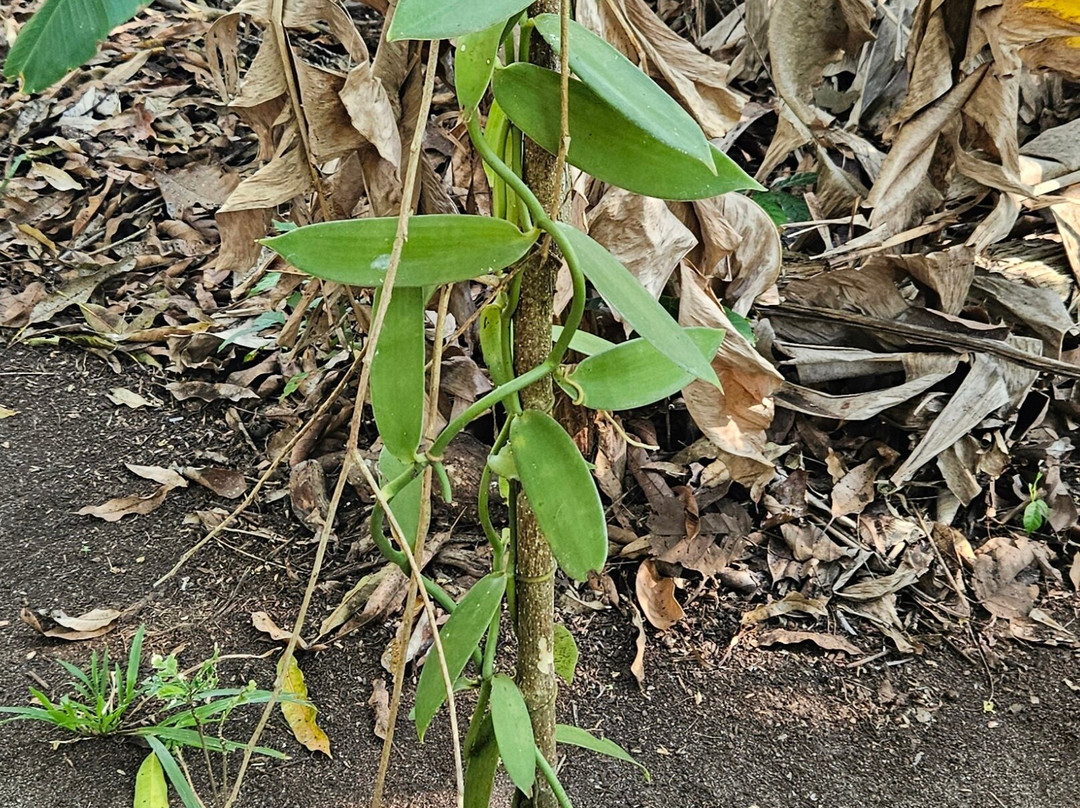 Village Green Spice farm-桑给巴尔岛必去景点