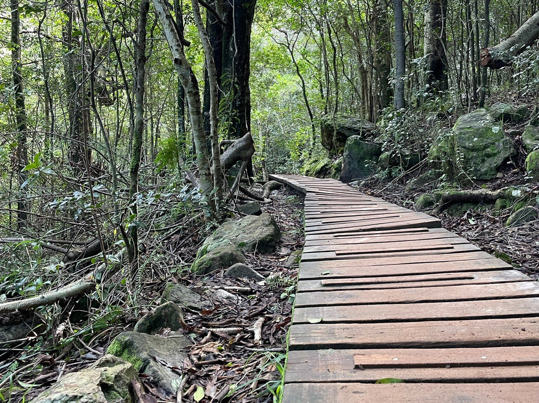Newlands Forest景点图片