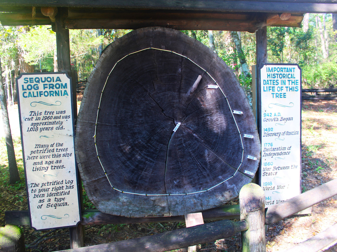 Mississippi Petrified Forest景点图片