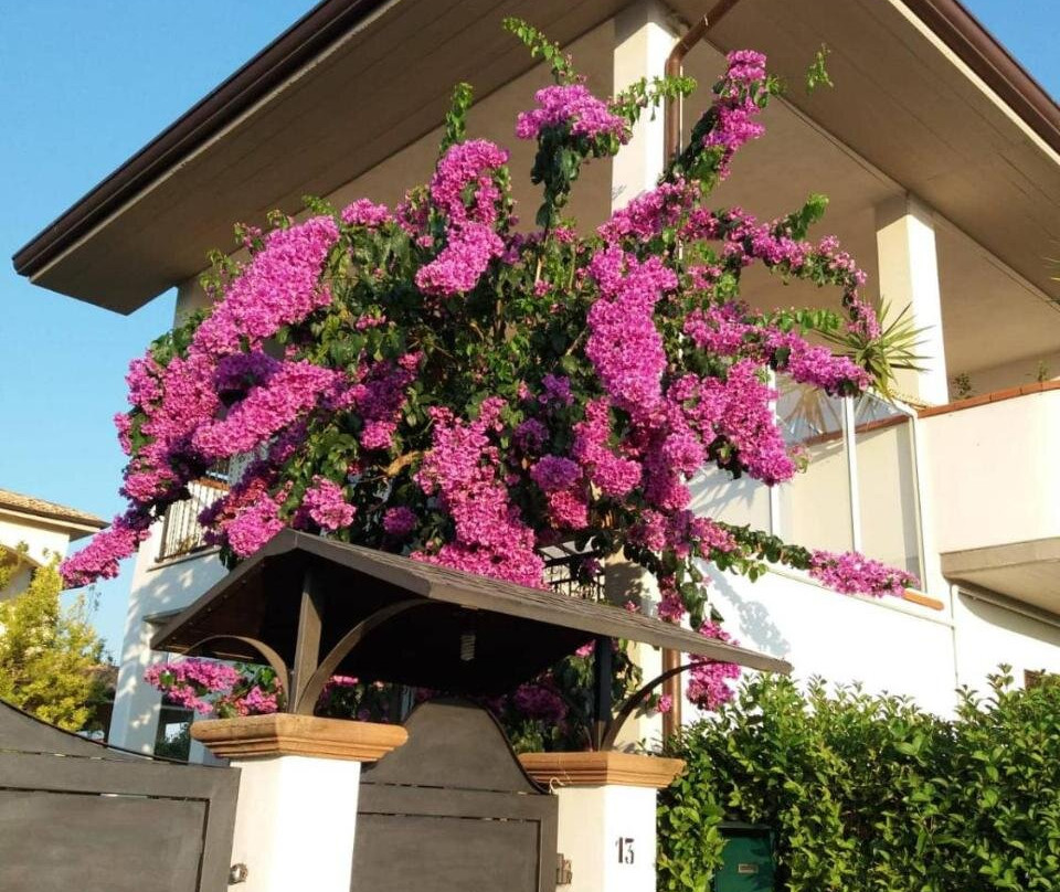 La Bouganville Di Sante E Rosa