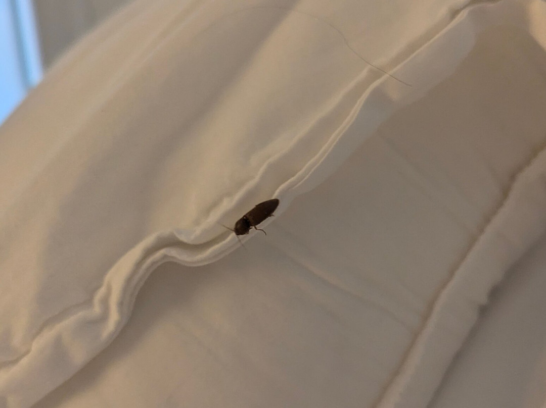 Nanny Cay Resort Marina主图