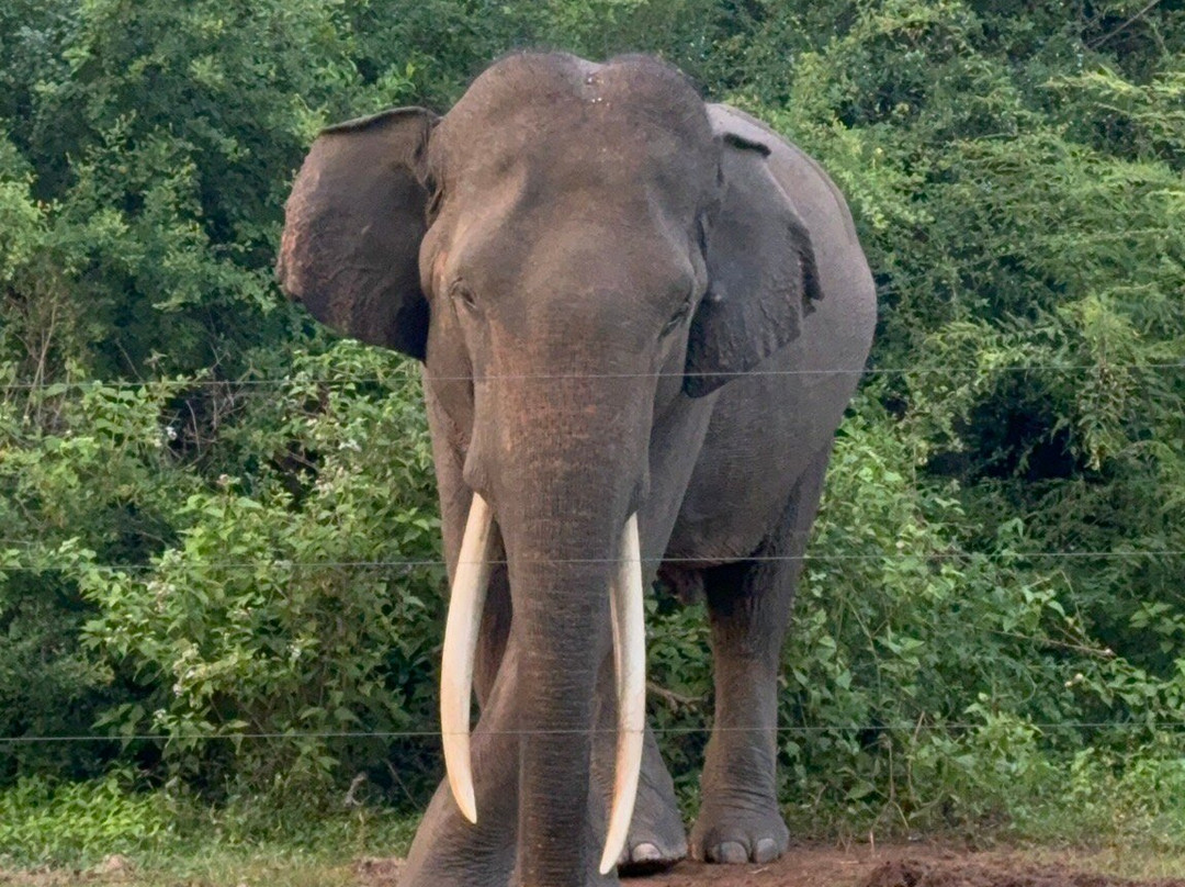 Udawalawa Safari Sri Lanka-Kirillawala必去景点