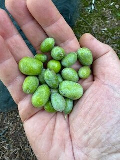 Ai Cinque Campanili主图