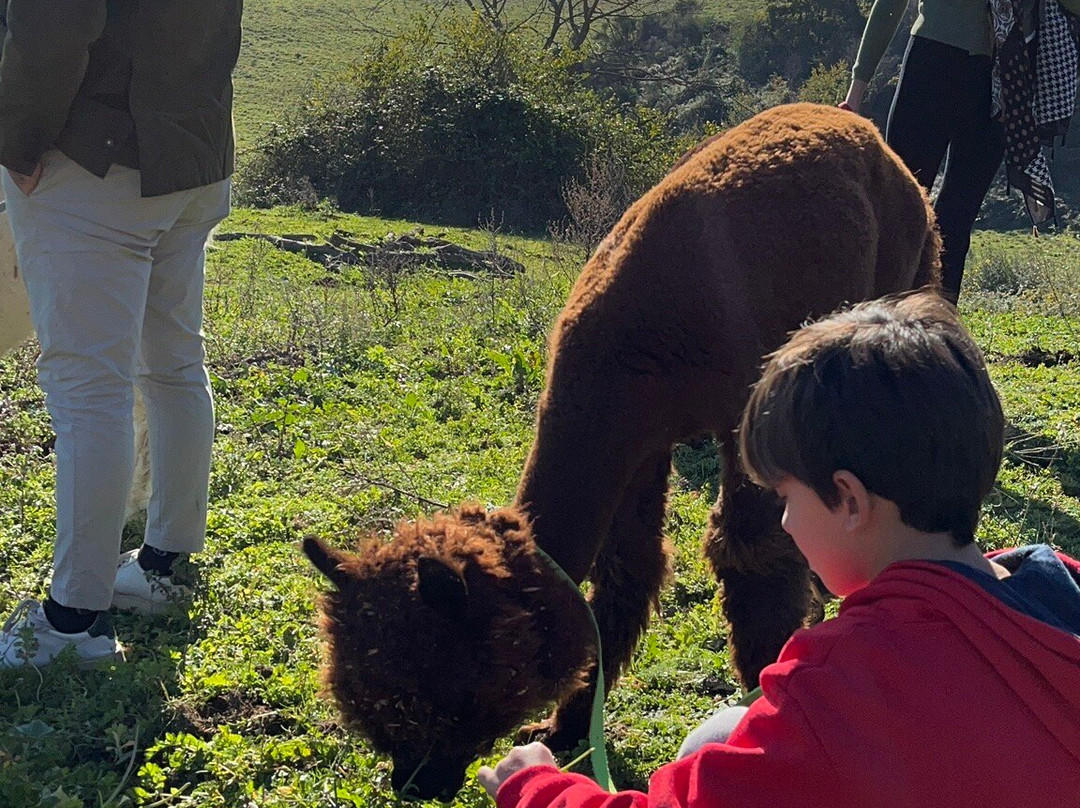 Alpaca Di Roma景点图片