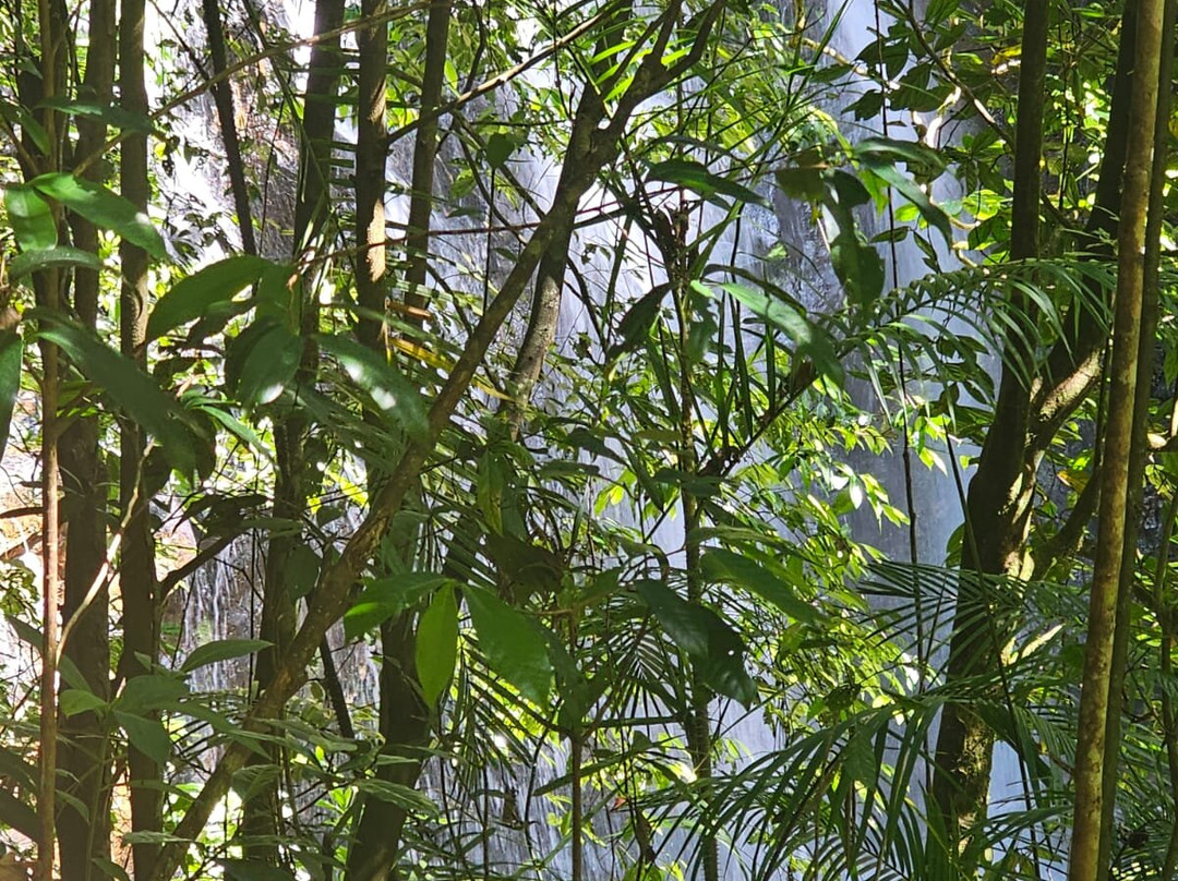 Ellinjaa Falls-Millaa Millaa必去景点