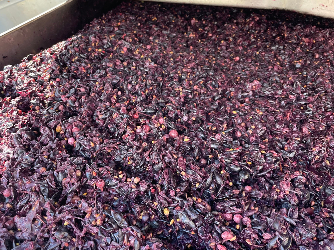 Shadow Mountain Vineyards & Winery景点图片