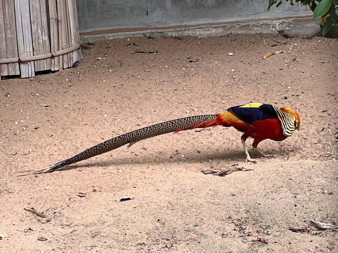 Huai Sai Wildlife Breeding Center景点图片