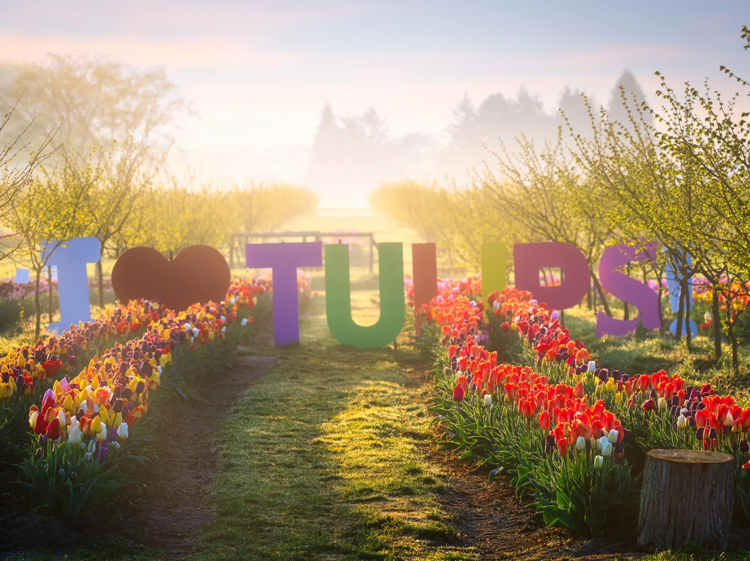 Tulip Valley Farms景点图片