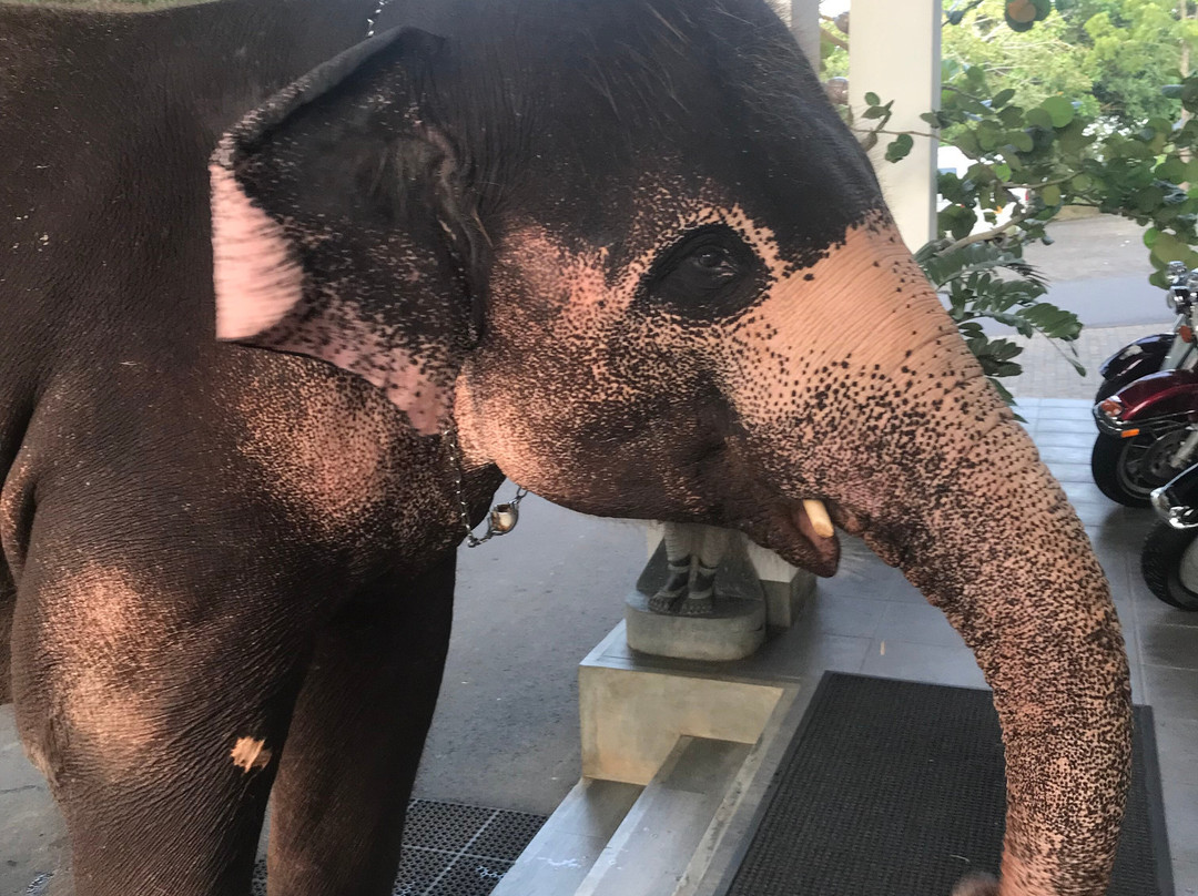 Birds Resort Hambantota主图