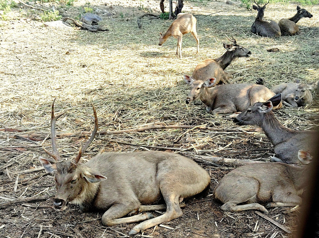 Sri Venkateswara National Park景点图片