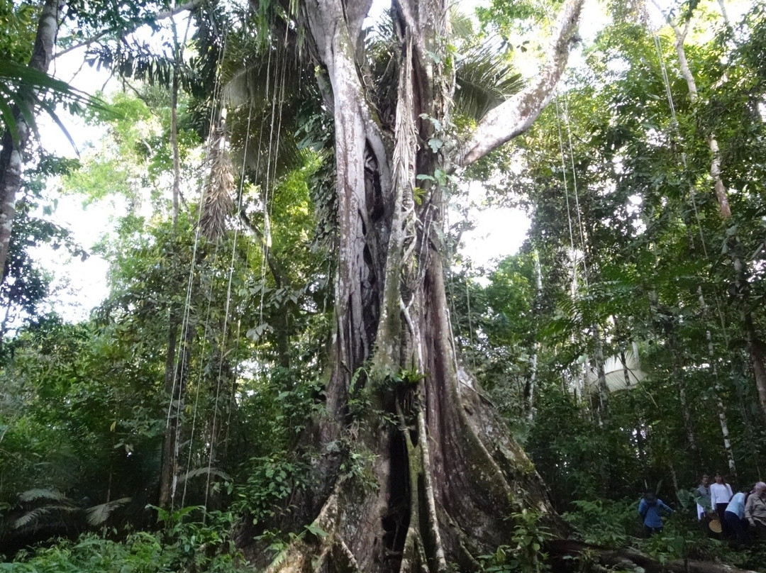 Delfin Amazon Cruises - Relais & Châteaux-伊基托斯必去景点