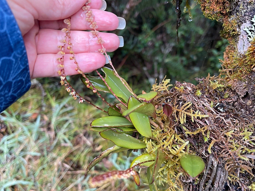 Parque Nacional Natural Puracé-Purace必去景点