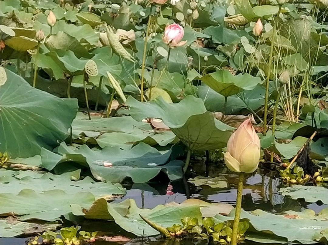 Lotus Farm Siem Reap景点图片