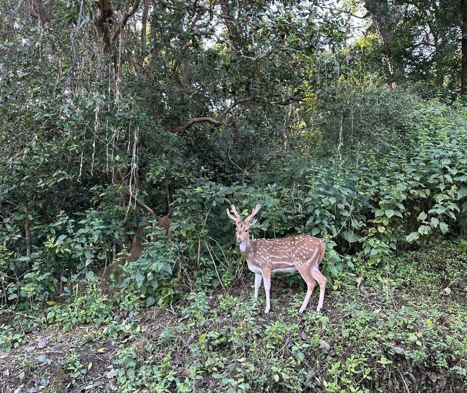 Corbett Safari景点图片