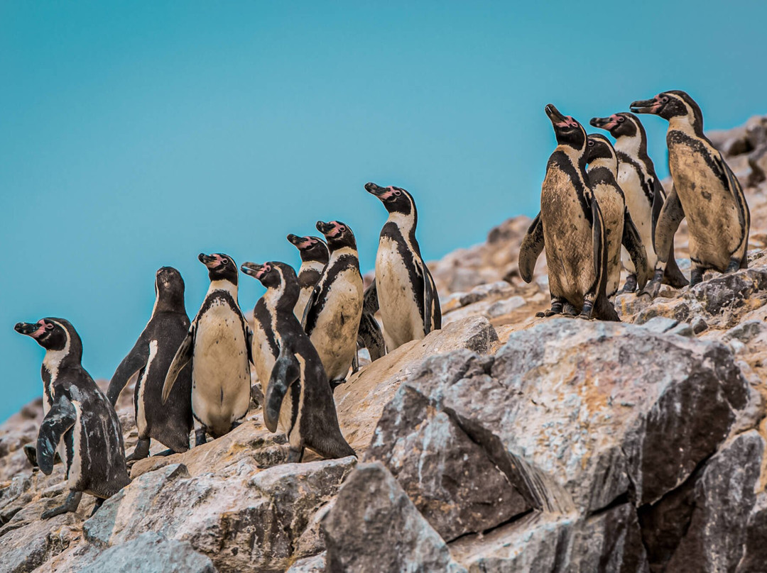 Huacachina Explorer-Huacachina必去景点