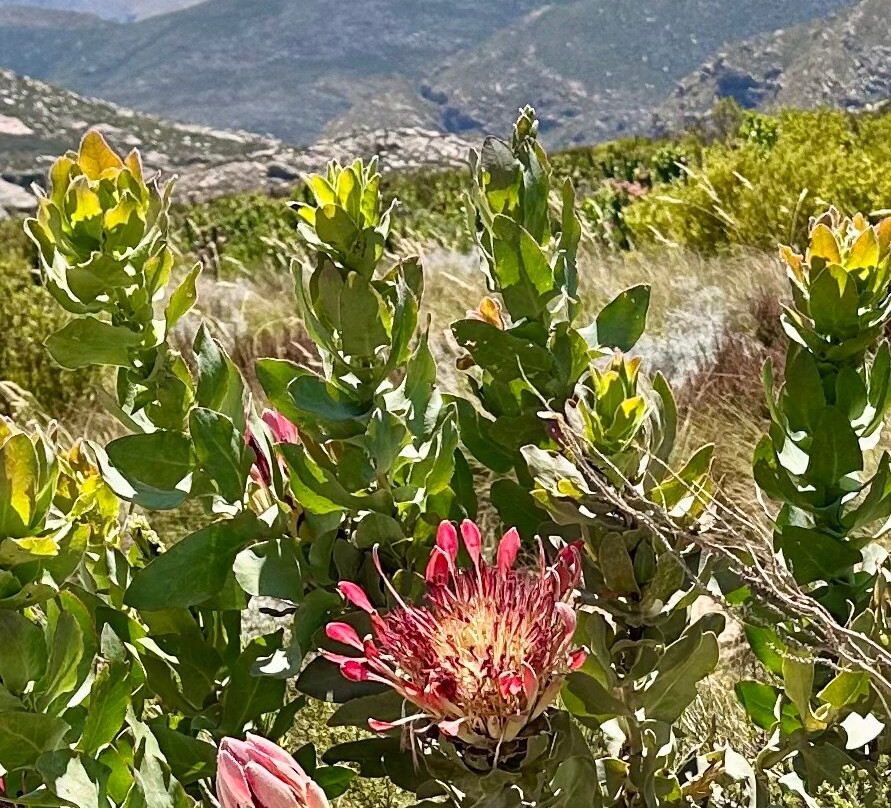 Point Africa Travel and Tours-开普敦中心区必去景点