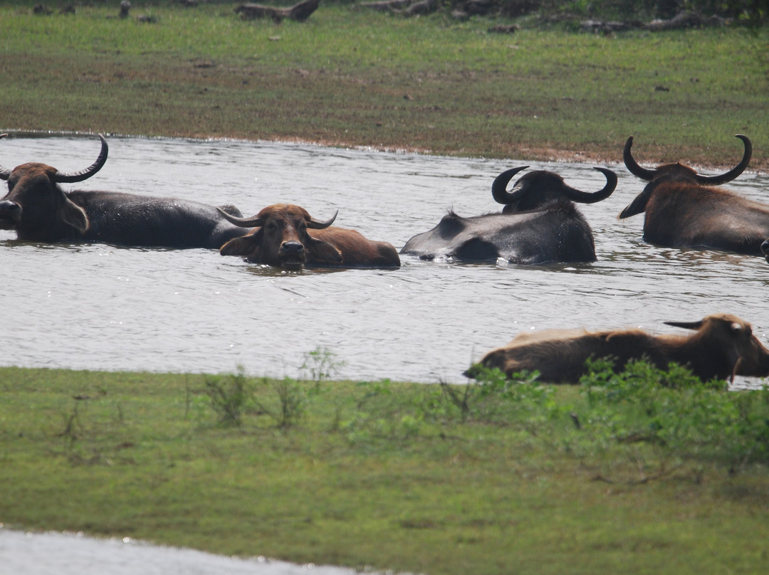 Yala Dreams Wild Safari Tours Sri Lanka-蒂瑟默哈拉默必去景点