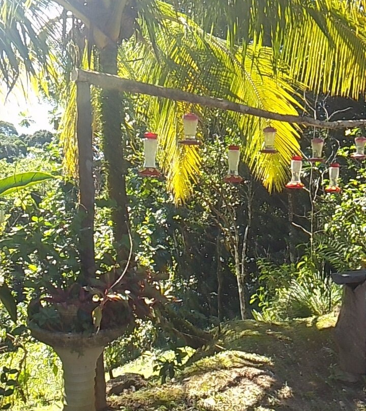 Bajnath's Estate Hummingbird Sanctuary-Matura必去景点