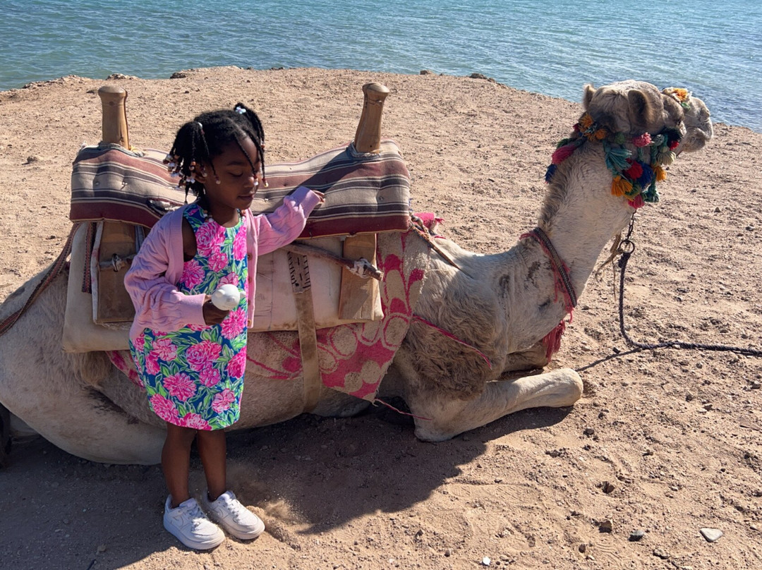 Horse Riding Hurghada-赫尔格达必去景点