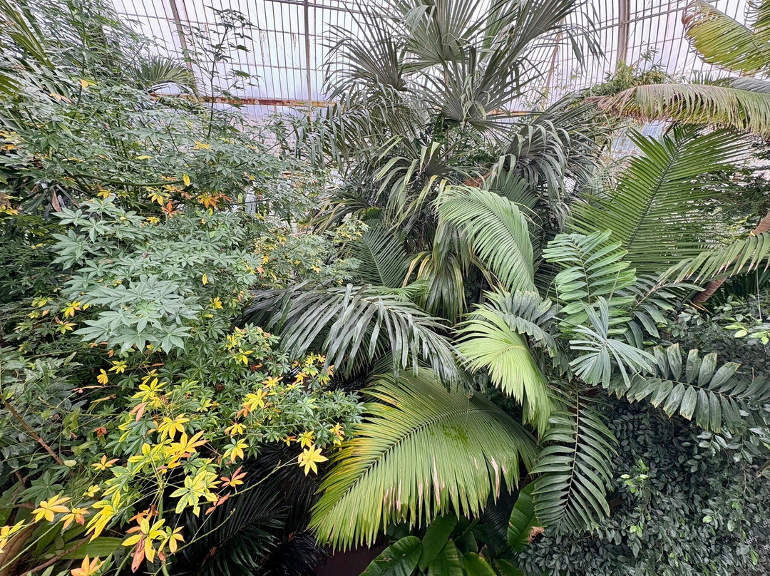 Palm House景点图片