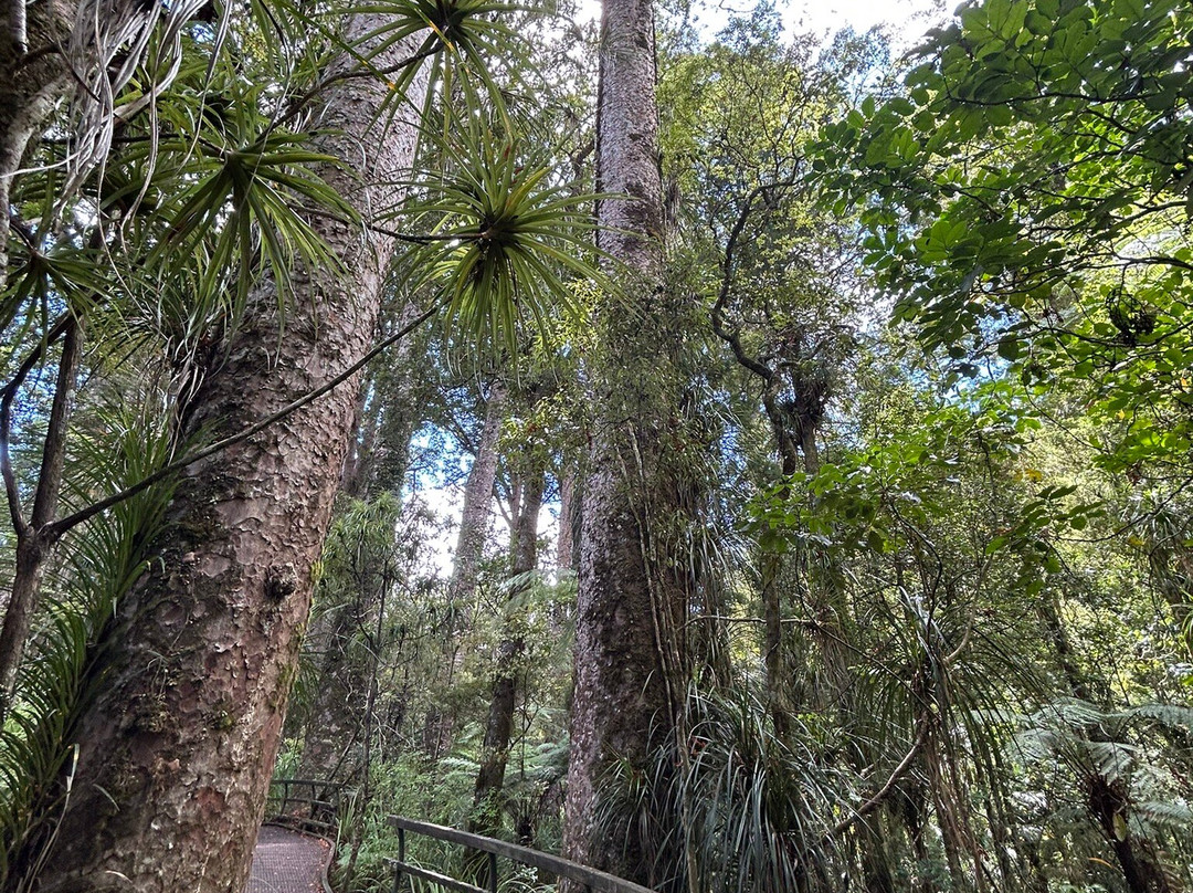 Puketi Nature Trail景点图片