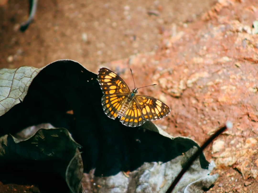 Jungle Butterfly Farm景点图片