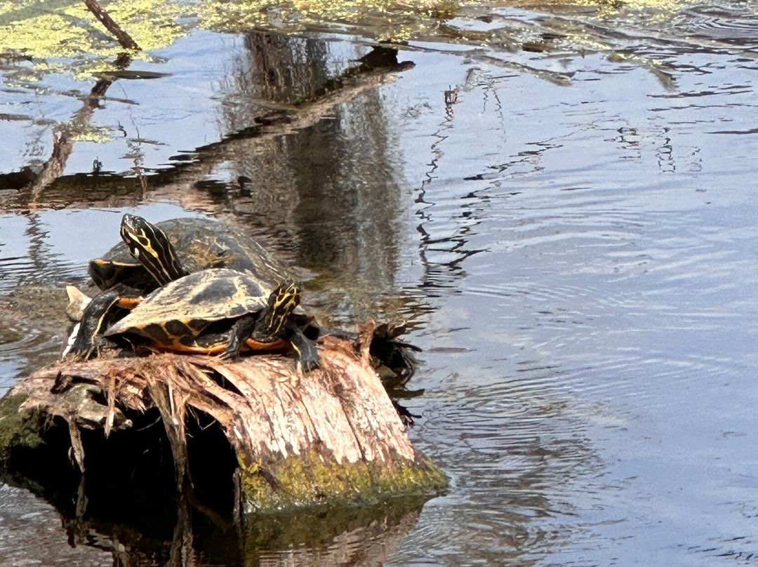 Edward Ball Wakulla Springs State Park-Wakulla Springs必去景点