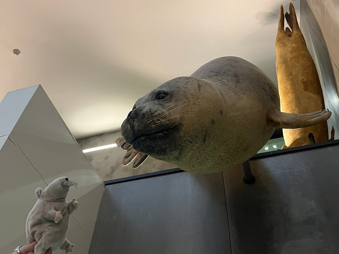 Museu da Baleia da Madeira景点图片