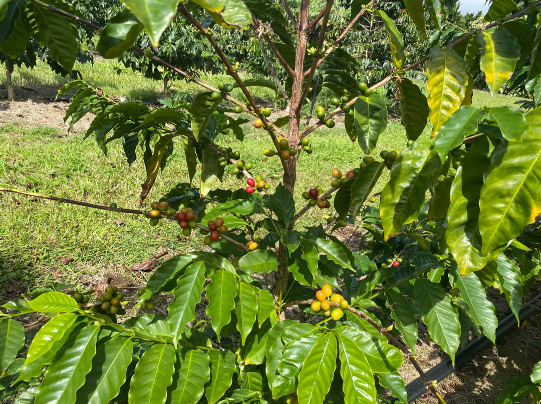 Ka'u Coffee Mill-帕哈拉必去景点