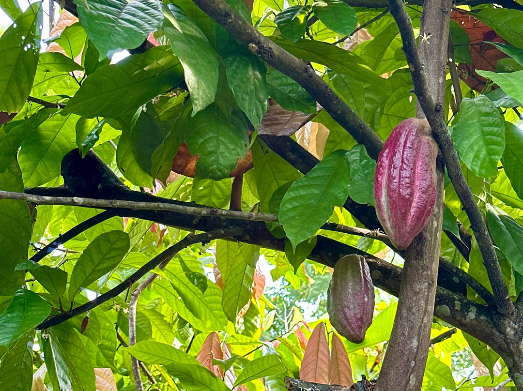 Kebune Bali Agrotourism-Kemenuh必去景点