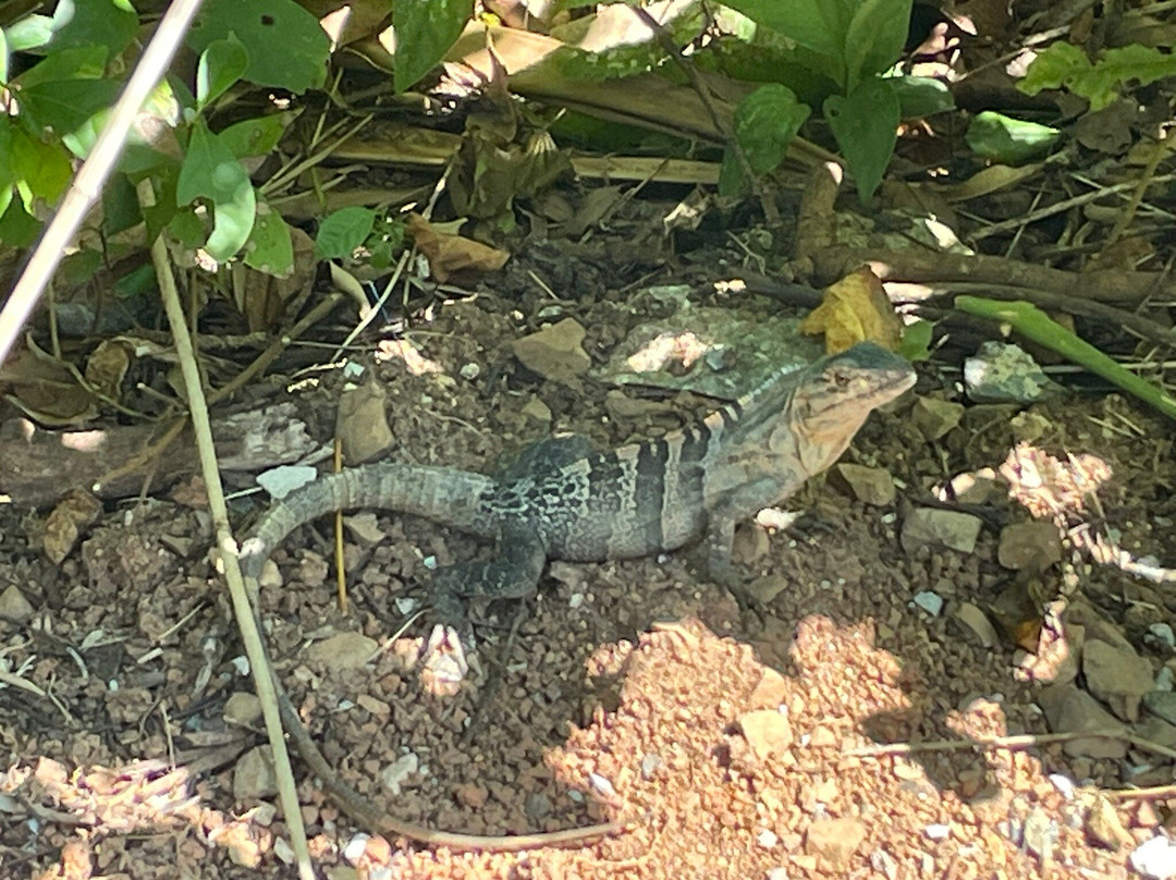 Villas En El Bosque主图