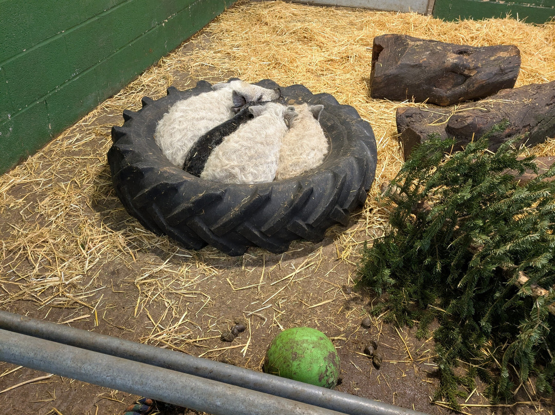 Chobham Adventure Farm景点图片