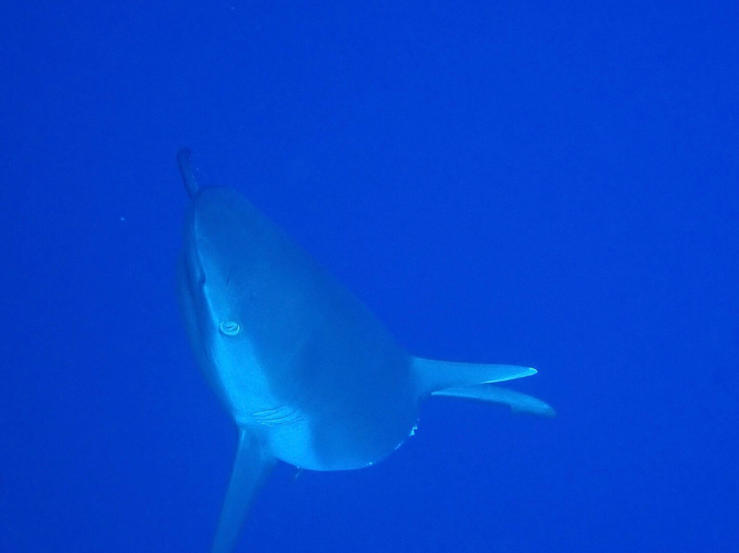 Jerrys Dive Club Rasdhoo景点图片