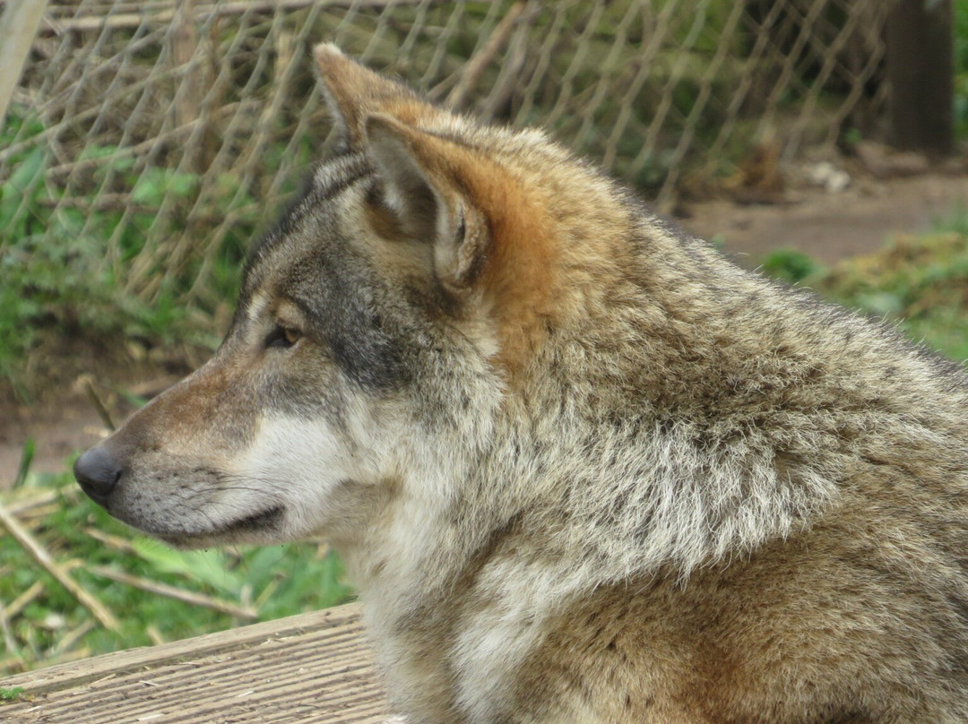 Wolves Of Wiltshire-埃文河畔布德拉夫必去景点