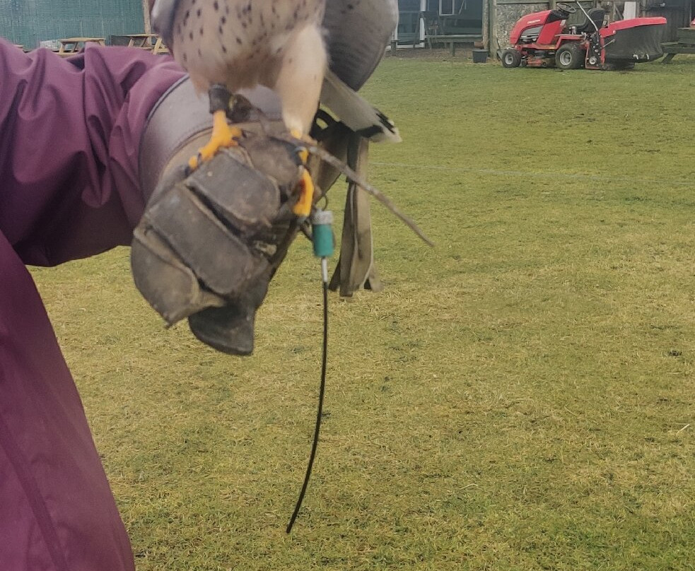 Falconry Days景点图片