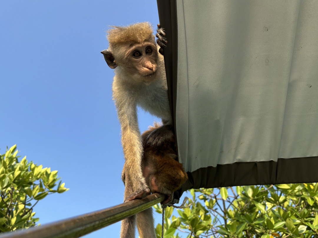 Chandis SriLankan Tours-康提必去景点