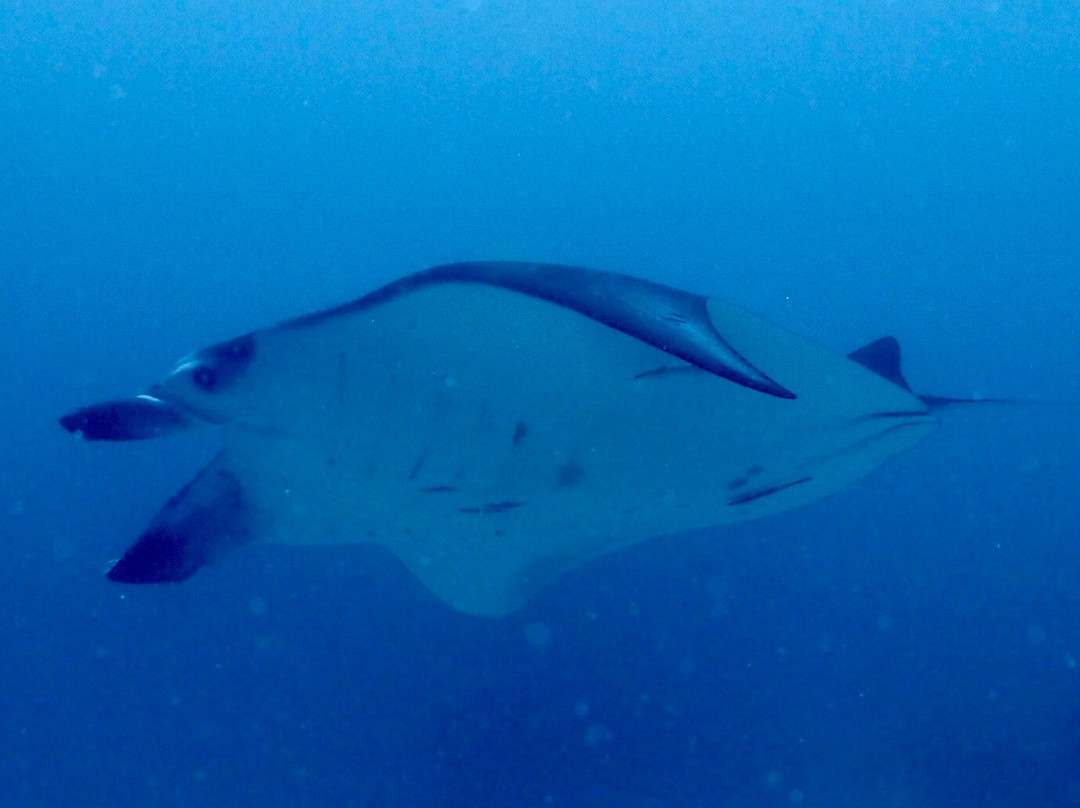 Manta Sandy-四王岛必去景点