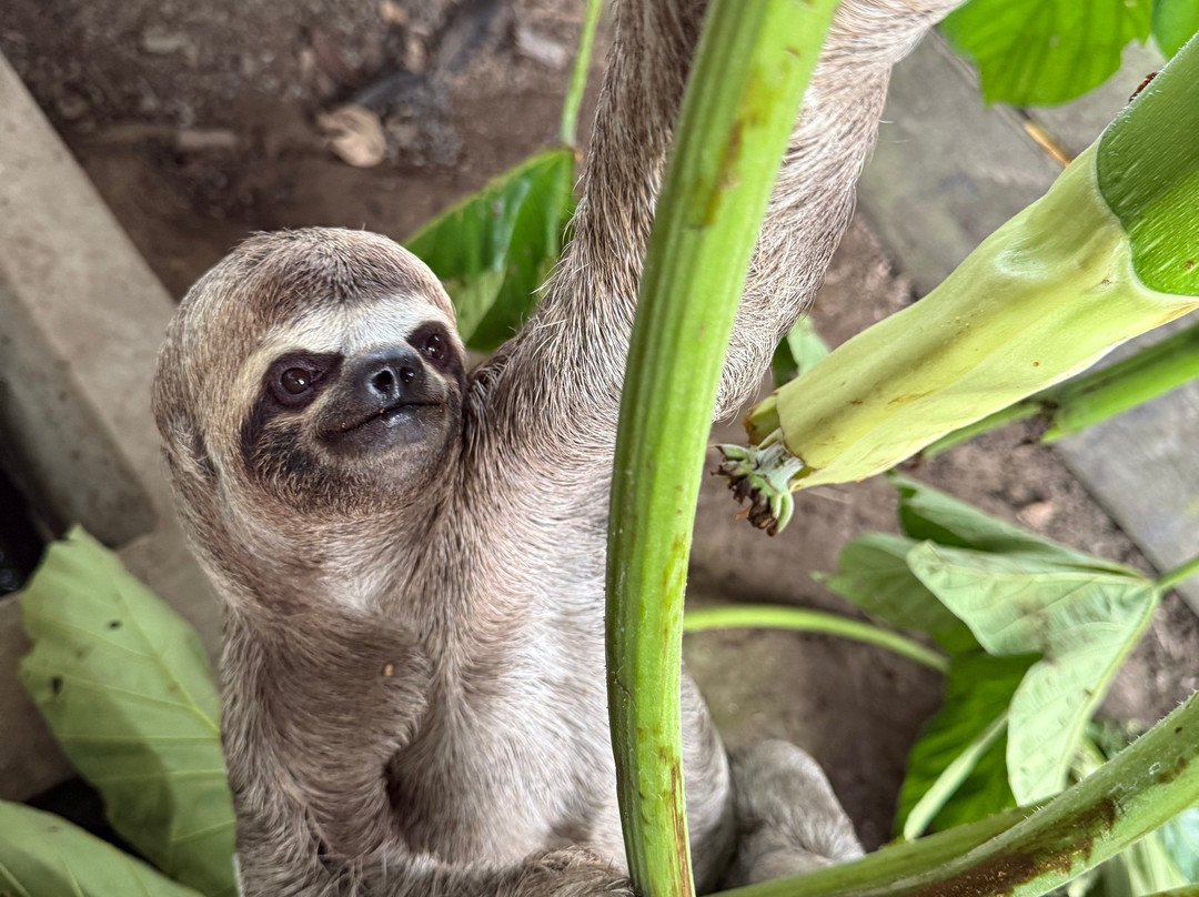 Amazonian Trails-伊基托斯必去景点