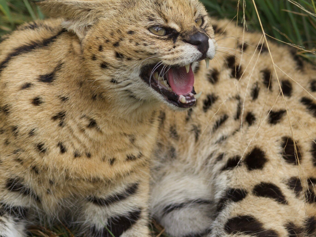 Bushbaby Adventures-伐拉博瓦必去景点