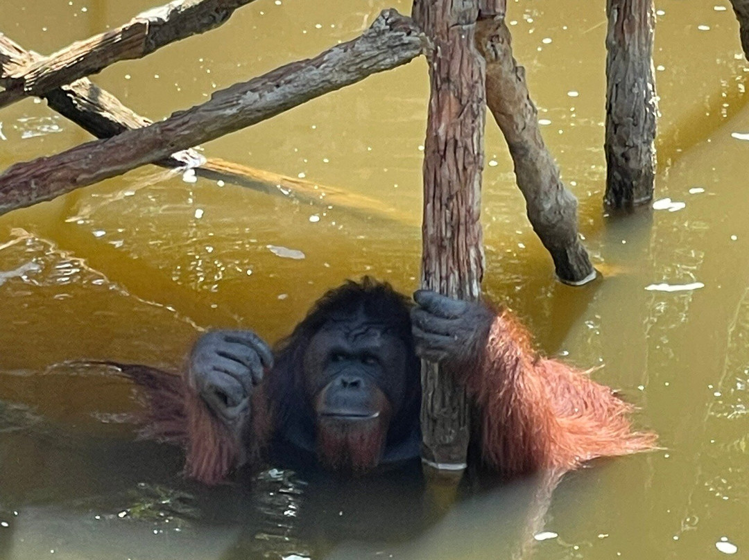 Bukit Merah Orang Utan Island Foundation-新芒魏必去景点