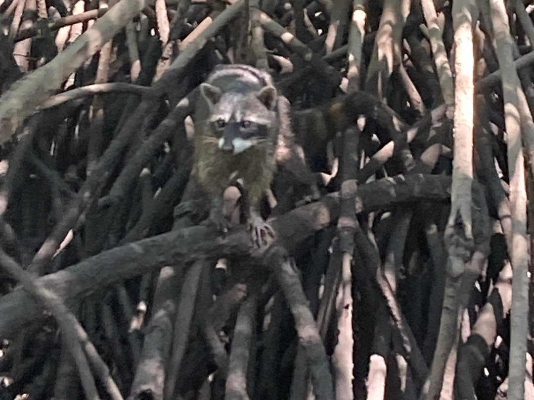 Las Baulas National Marine Park-大滩必去景点