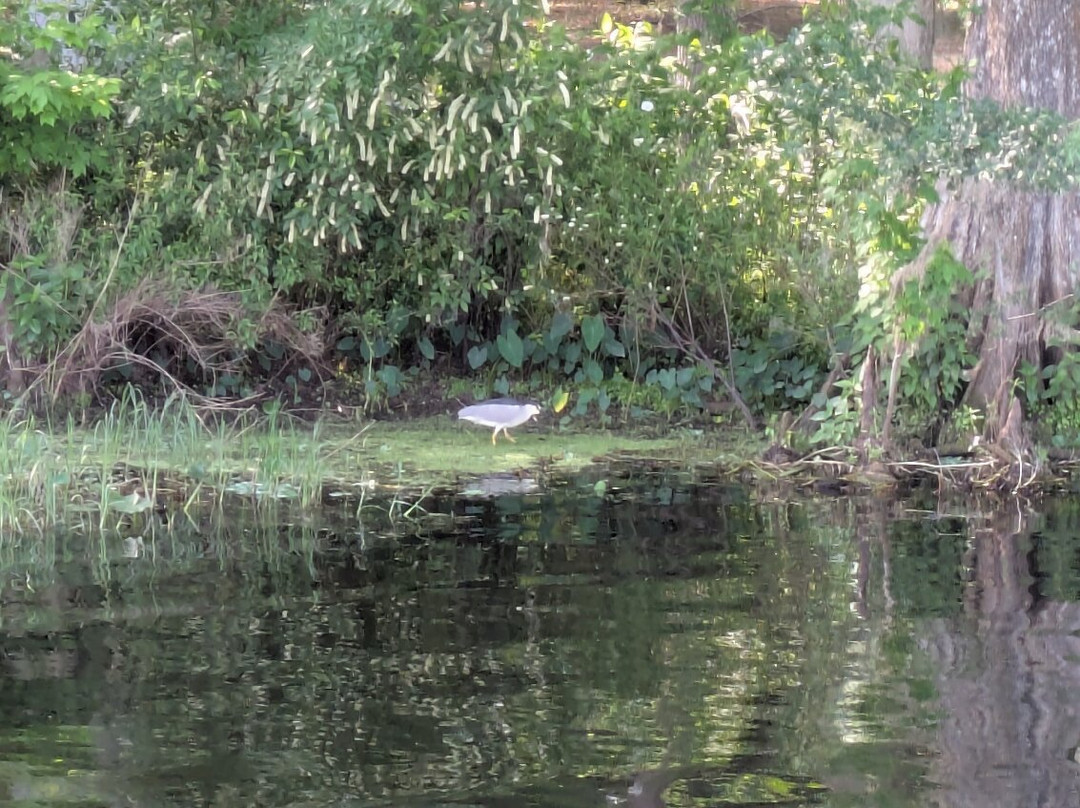 Singing River Tours-Dunnellon必去景点