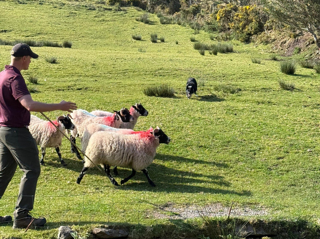 Kells Sheepdogs Ring of Kerry-Kells必去景点