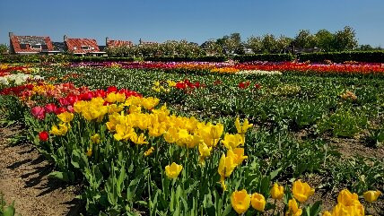 Hortus Bulborum Limmen景点图片