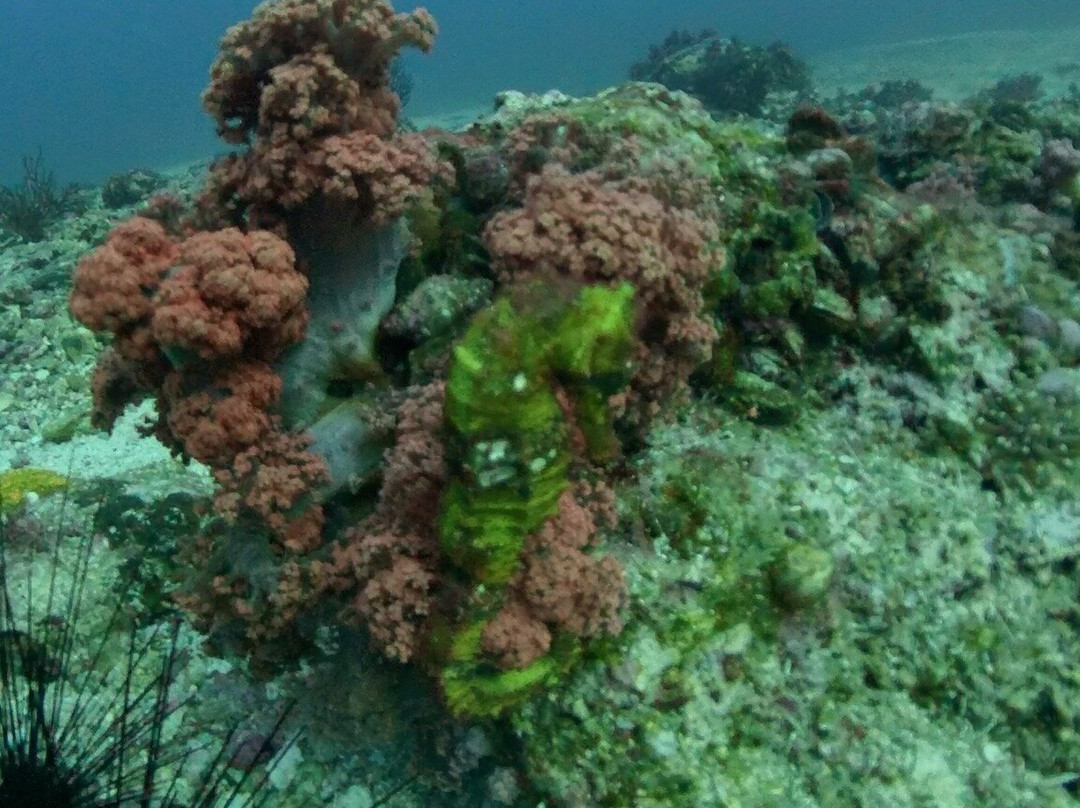 Sea Explorers Malapascua-妈妈拍丝瓜岛必去景点