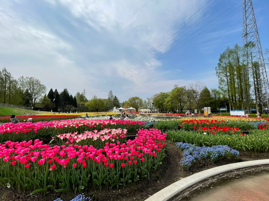 Tonami Tulip Park-砺波市必去景点