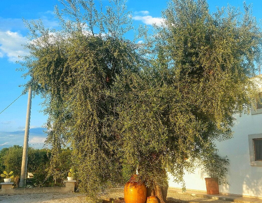 Masseria Cesarina B&B主图