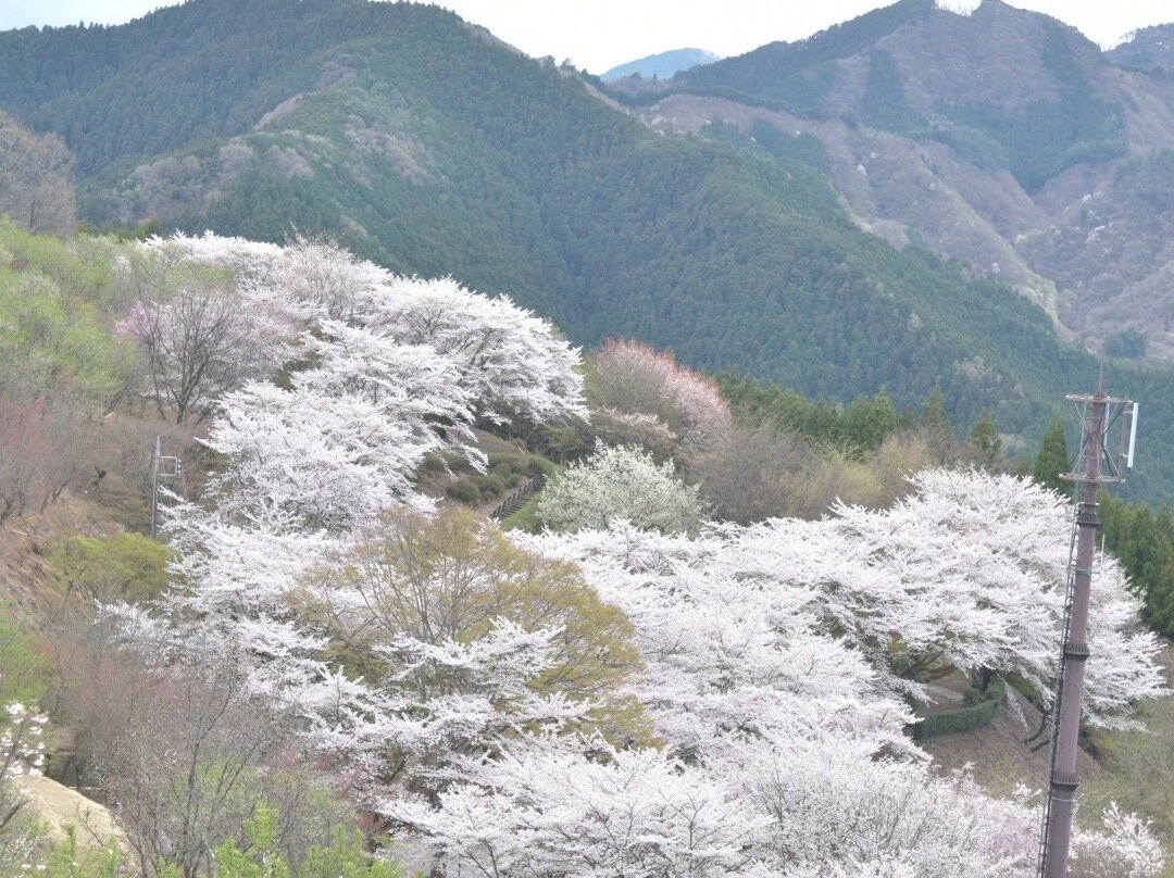 Sakurayama Park景点图片